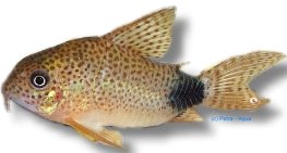 caudomaculatus (XL)