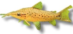 longibarbis (> 8 cm)
