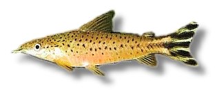 urostriata (XL)