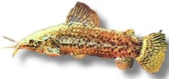 thoracatum (6,5 - 8 cm)