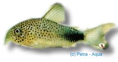 similis (3 - 3,5 cm)
