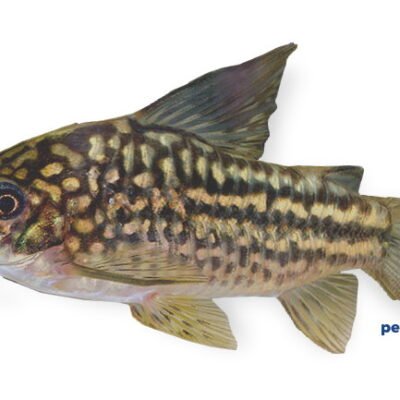 napoensis (2,5 - 3 cm)