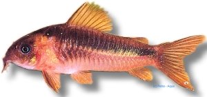 zygatus (4 - 5 cm)