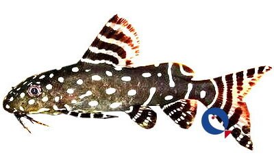 Angel squeaker (Synodontis angelica) 5,5–7 cm