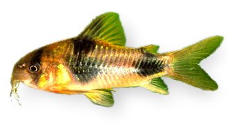 weitzmani (3 - 3,5 cm)