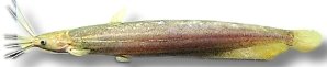 Asiatic Brown Catfish, Live (Heteropneustes fossilis) >12 cm