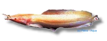 Walking Catfish (Clarias batrachus albín) 5,5–7 cm