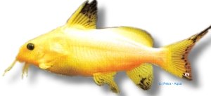 nigrita white (7 - 8 cm)