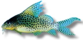eupterus (4 - 4,5 cm)