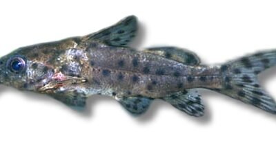 nigrita (4 - 4,5 cm)