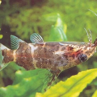 nigriventris (3 - 4 cm)