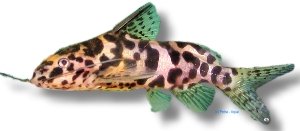 schoutedeni (4,5 - 5 cm)