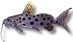 ocellifer (4,5 - 5 cm)