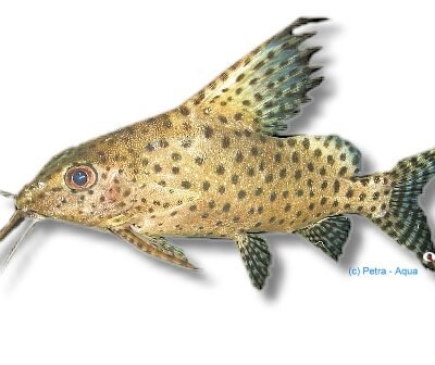 velifer (4,5 - 5 cm)