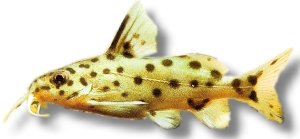 njassae (4 cm)