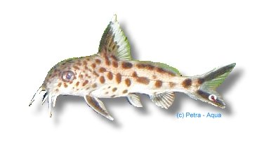 multipunctatus sp. (7 - 8 cm)