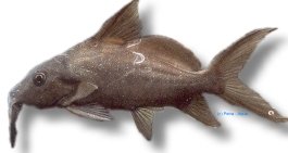 schall (3 - 4 cm)