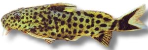 petricola sp. (3 - 4 cm)