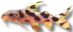 Decorated Upside-Down Catfi (Synodontis decorus) 3 cm