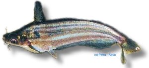 mystus (> 10 cm)