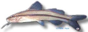 gracilis (5 - 6 cm)
