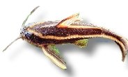 Humbug Catfish, Striped Rap (Platydoras costatus) 7–10 cm