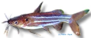 vittatus (5 - 6 cm)