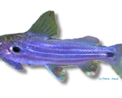 spec. (5 - 6 cm)