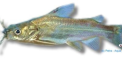 gulio (4 - 5 cm)
