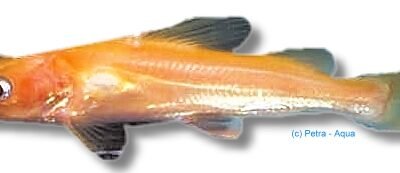 sp. albino yellow (8 - 10 cm)