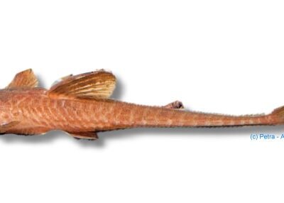 sp. schocko (6 - 7 cm)