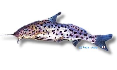 Bugeye squeaker (Synodontis courteti) 4–5 cm