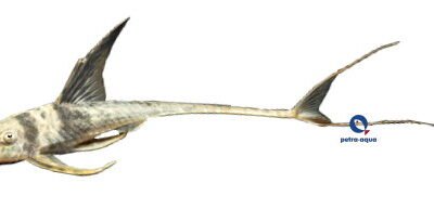 royal sp. (8 - 10 cm)