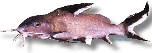 granulosus (3 - 4 cm)