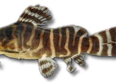 Synodontis ornatipinnis 4–5 cm