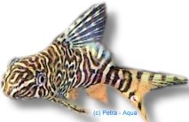 Synodontis aterrimus 4–5 cm