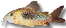 Horseman Catfish, Golden-Ea (Corydoras egues) 3–3,5 cm