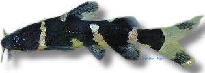 siamensis (5,5 - 7 cm)