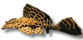 plecostomus (4 cm)
