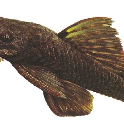 spec. (5 - 6 cm)