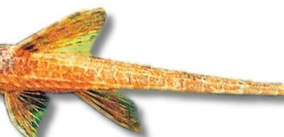 lanceolata (6 - 7 cm)