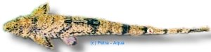 microlepidogaster (5 - 7 cm)
