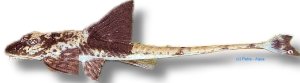 similimis (XXXL)