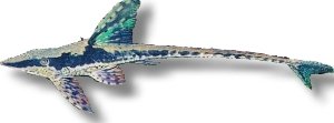 Golden Whiptail, Giant Whip (Sturisoma aureum) 6–8 cm