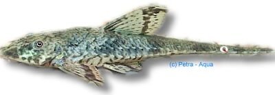 nigrirostrum (> 8 cm)