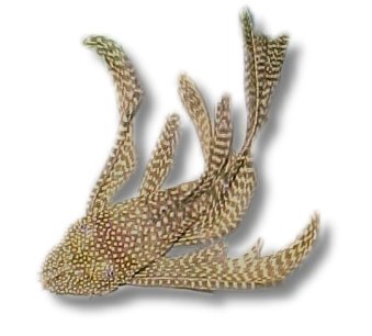 sp. long fin (XL)