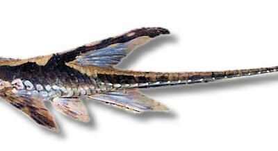 panamense (4 - 5 cm)