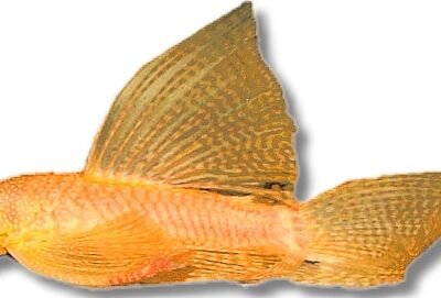 sp. gold long fin (3 - 4 cm)