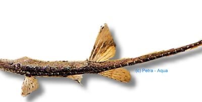 Farlowella acus 13–17 cm
