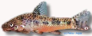 Otocinclus flexilis 3–4 cm